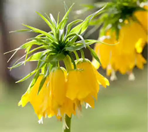 Yellow Fritillary