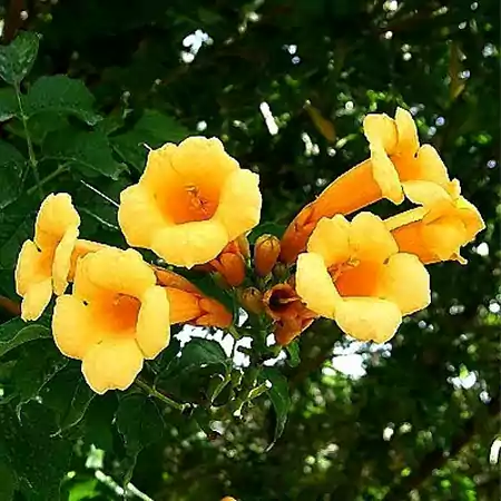 Yellow Trumpet Vine