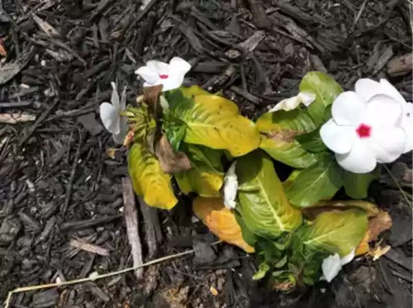Yellow and droopy leaves