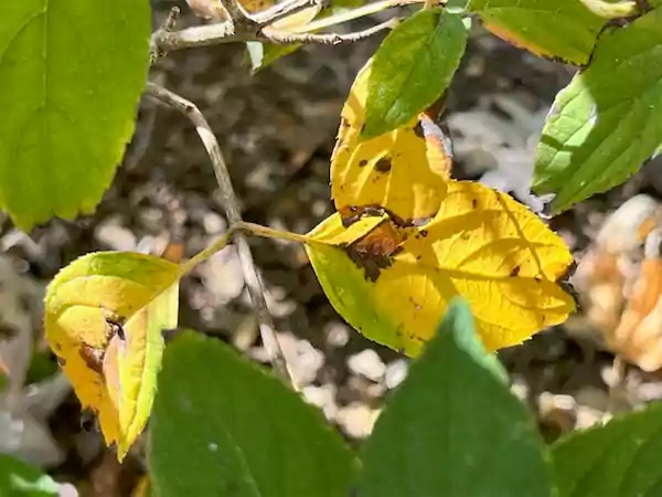 Yellowing leaves