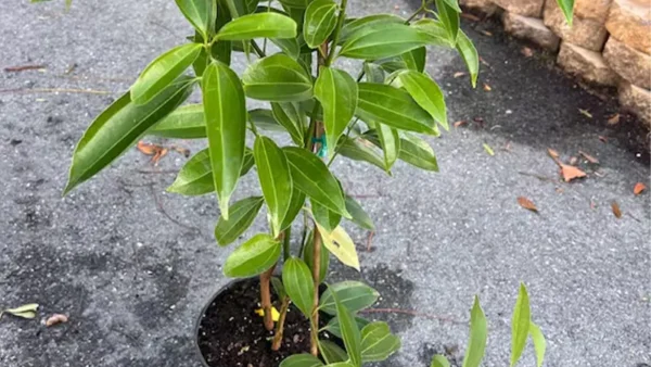 Young Ceylon tree