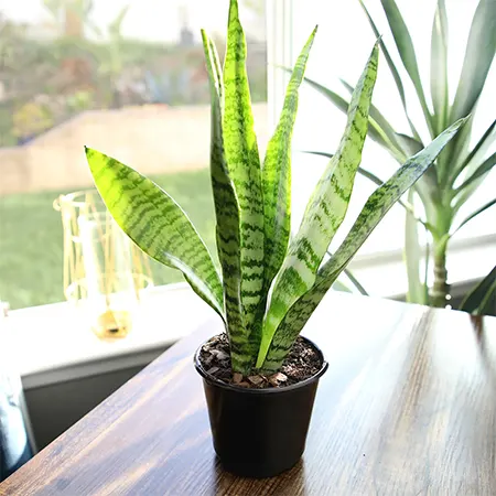 Zeylanica cultivar