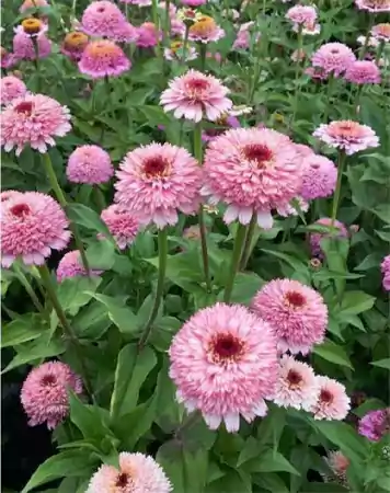 Zinderella
