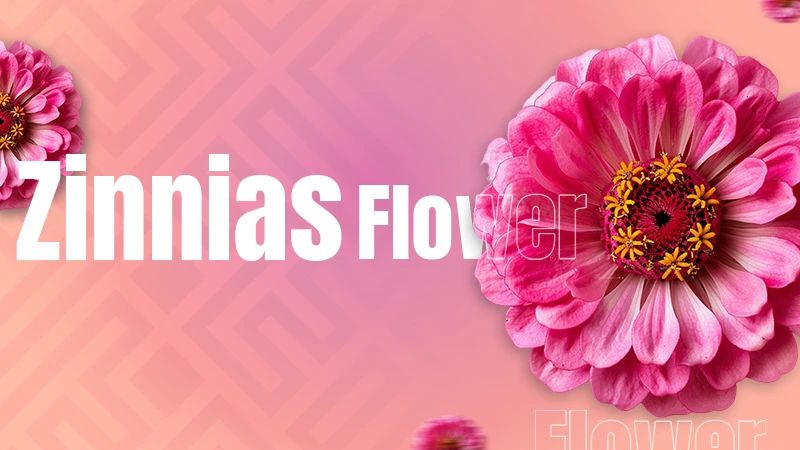 Zinnia flowers