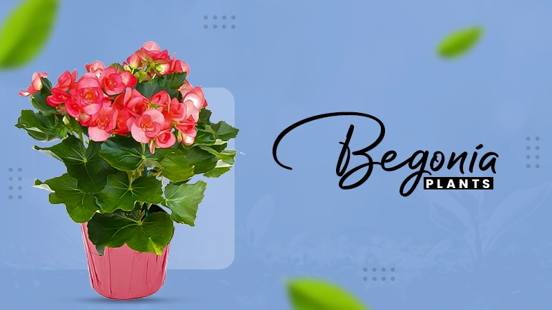 begonia plants