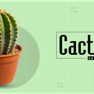 cactus-san-pedro