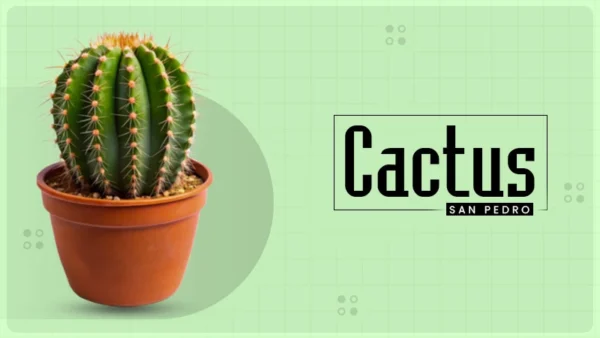 cactus-san-pedro