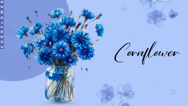 cornflower