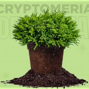 cryptomeria globosa nana