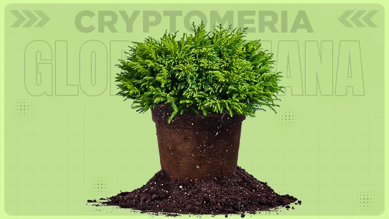 cryptomeria globosa nana