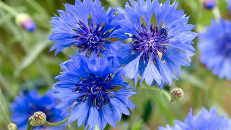 d-Cornflower