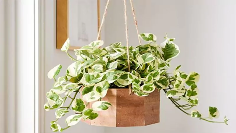 d-Hanging Plants