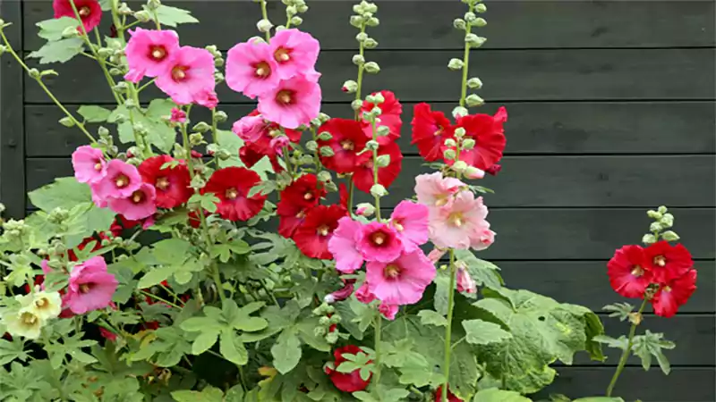 d-Hollyhocks
