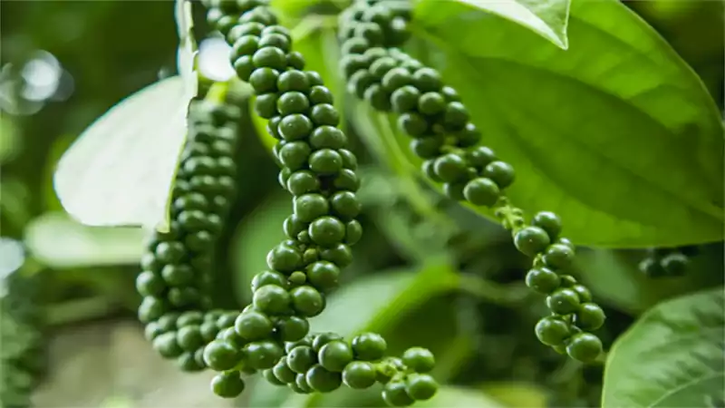 d-Peppercorn Plant Care Guide