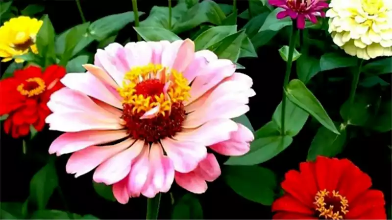 d-Zinnias