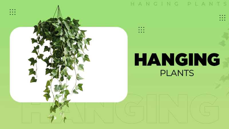 hanging plants