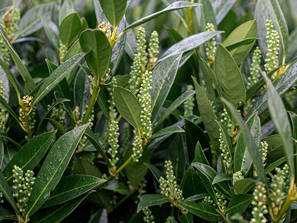 peppercorn 1st image