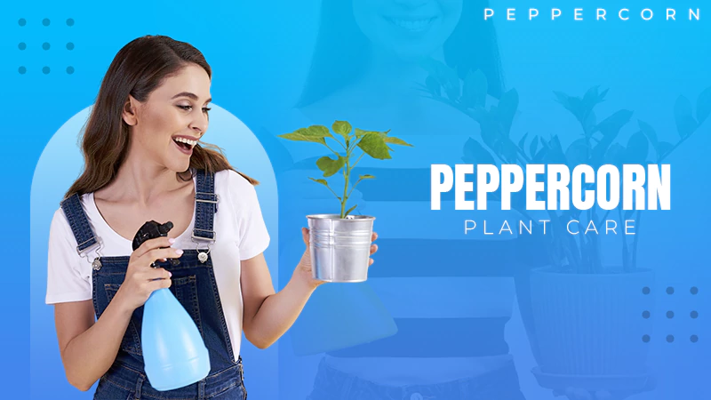 peppercorn