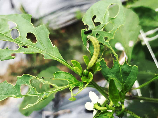 pest in pepper plant