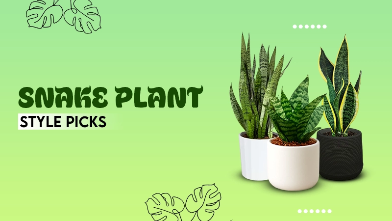 snack plants style picks