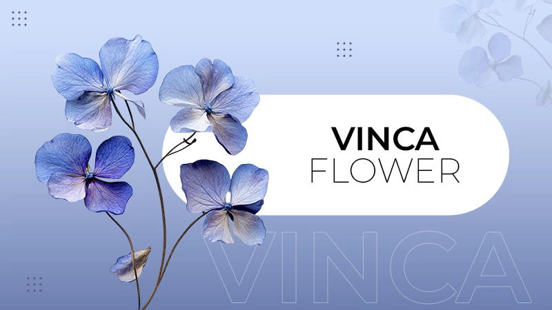 vinca flower