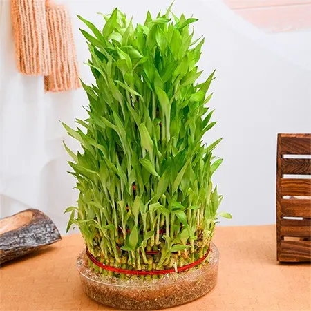 21 stalks