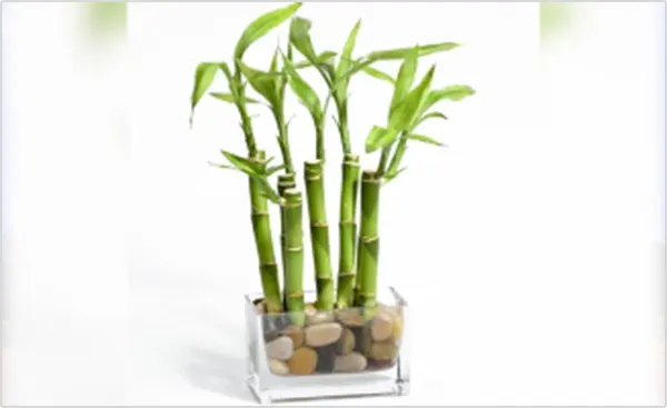5 stalks
