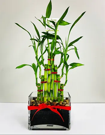 8 stalks