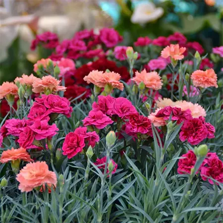 A Healthy bunch of Clove Pinks