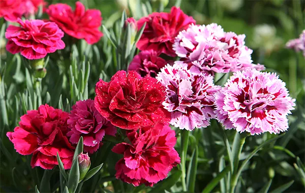 A bunch of carnations