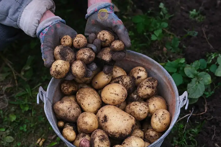 A container full of harvested potatoes