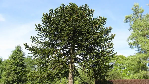 A. araucana-3