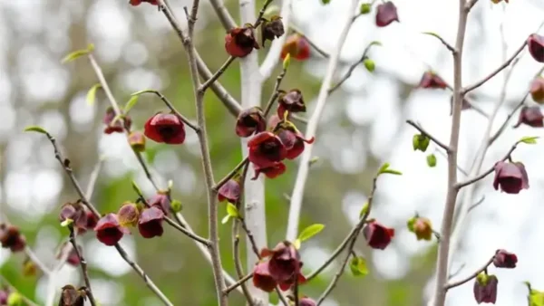 A.triloba flowers