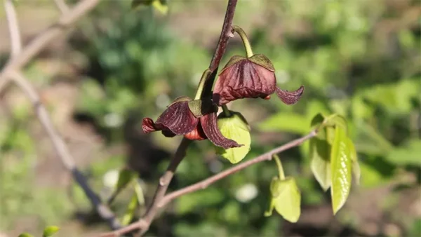 A.triloba flowerss