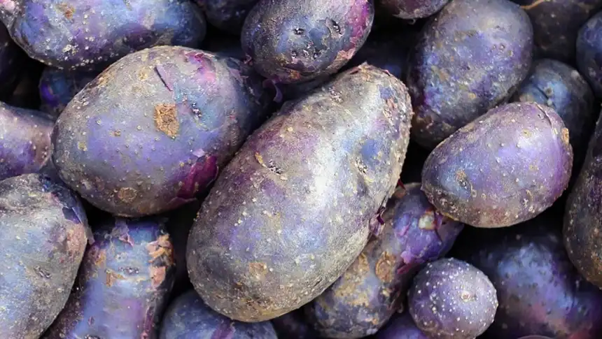 Adirondack Blue potatoes