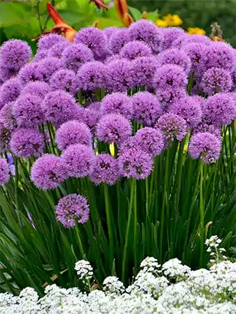 Allium Image