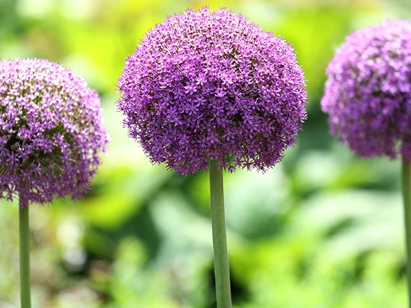 Allium plants