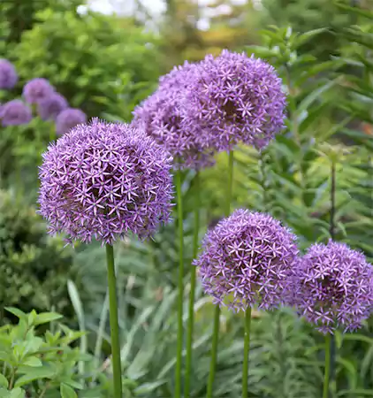 Alliums
