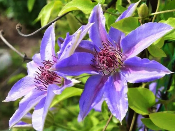 Allure of Climbing Clematis intro