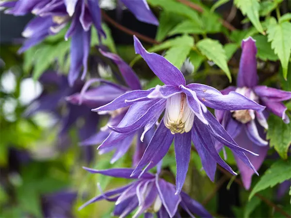 Alpina cultivar