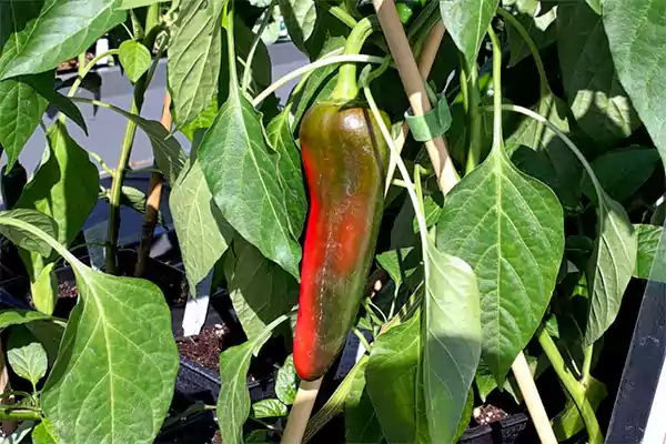 Anaheim Pepper1