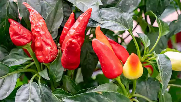 Anaheim Pepper3