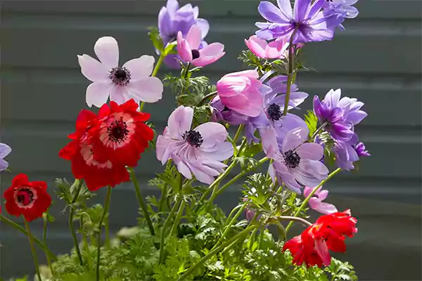 Anemones