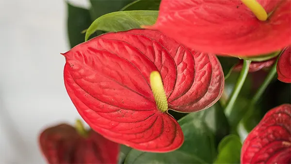 Anthurium