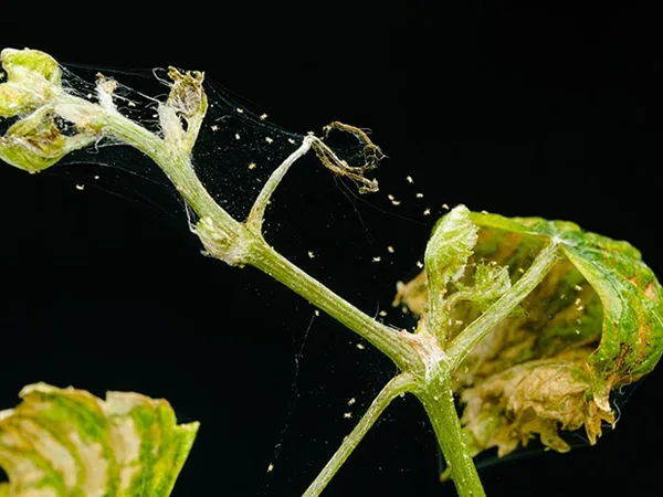 Aphids & Spider Mites