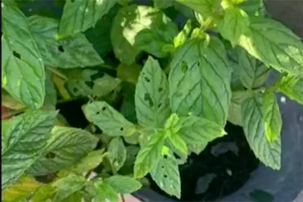 Aphids and mites