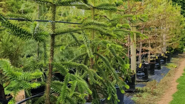 Araucaria trees