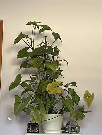 Arrowhead Vine