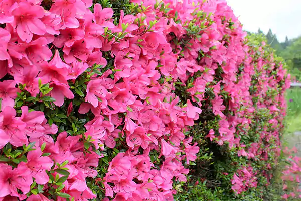 Azaleas