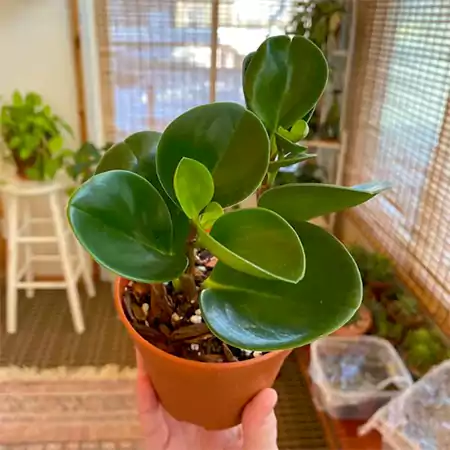 Baby Rubber Plant